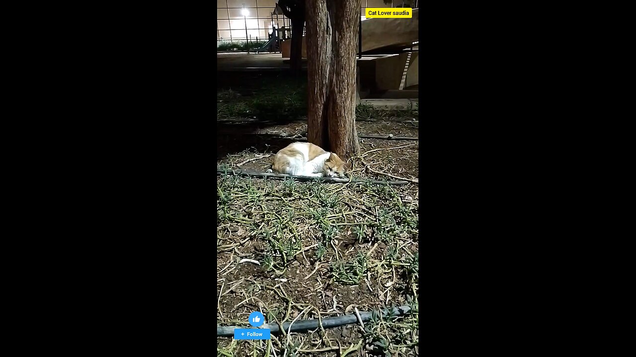 "Just a cat living its best life, one nap at a time. 🐾 #Catitude #FelineFine"
