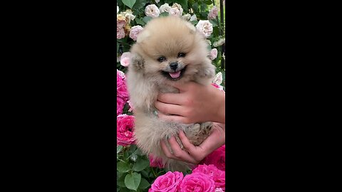 Crazy animals funniest Moments🌳