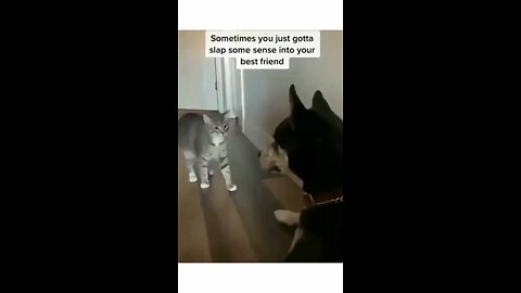 cat and dog