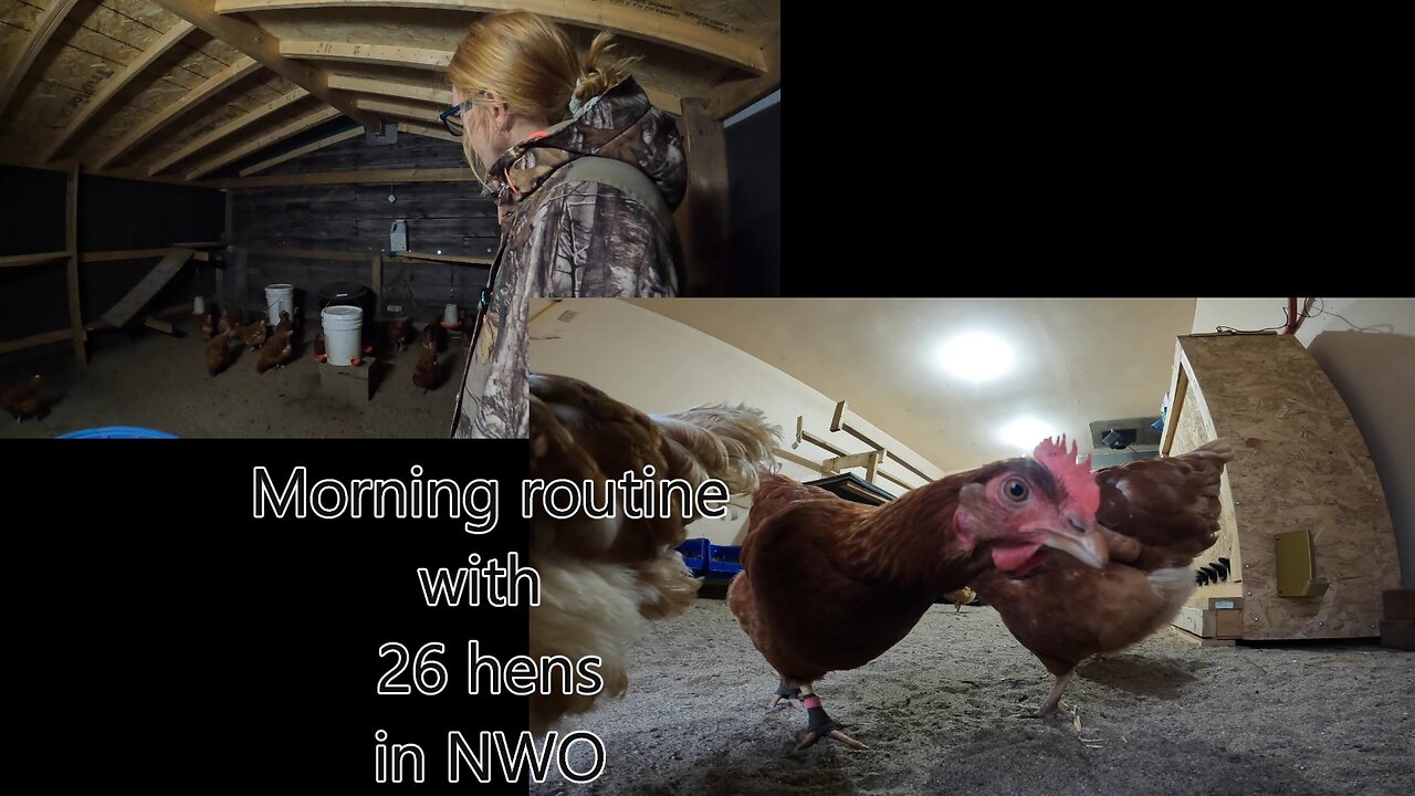 Morning Routine with 26 hens