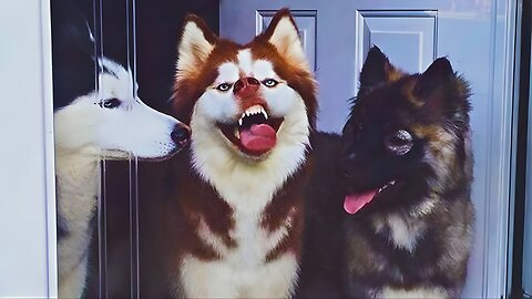 DRAMA Queen Huskies 🤣👑 Howl-Fest—Funniest Husky Moments That Break the Internet!