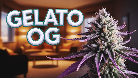 JK DISTRO | Gelato OG: Sweet & Chill Vibes!