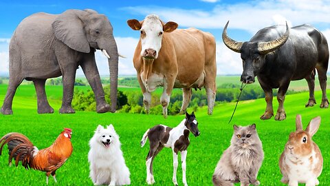 A Peaceful Day at the Farm | Cute Animal Moments with Dog, Cat, Sheep, Cow, Chicken, Pig & More