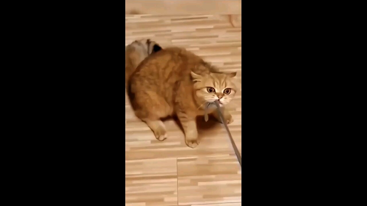 funny cat video