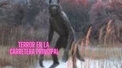 Un perro callejero hace su aparición en la carretera principal de Alaska (ESPAÑOL)