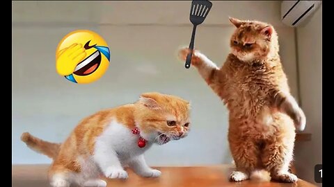 😂Funny animals videos Part 4😂