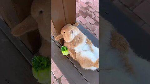 A worried little rabbit Cute pet debut plan Rabbit pastoral little cute pet