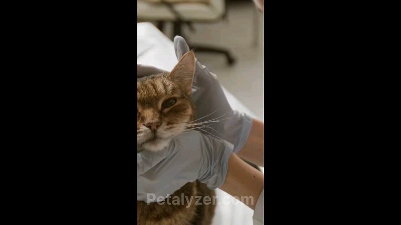 Cat Medication Dose Calculator online