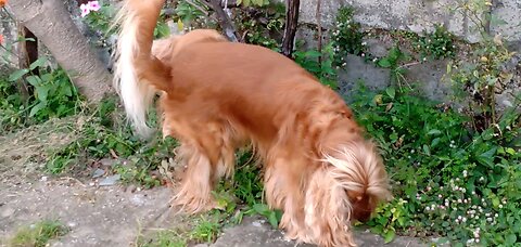 dog dogshow entertainment film Animals pet