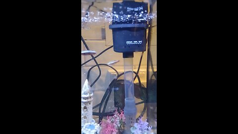 Fish hub#fish # fishy#fish on screen