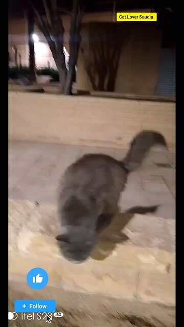 "Just another day of living my best nine lives 😸 #Catitude #FelineGood"