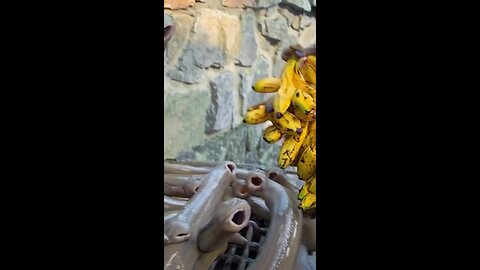 leeches love bananas
