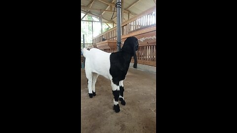 kambing bentina PE anakan