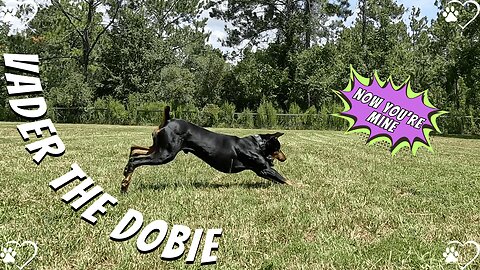 Behind the Scenes: Filming Vader’s New High-Speed Outro 🎥🐾💨