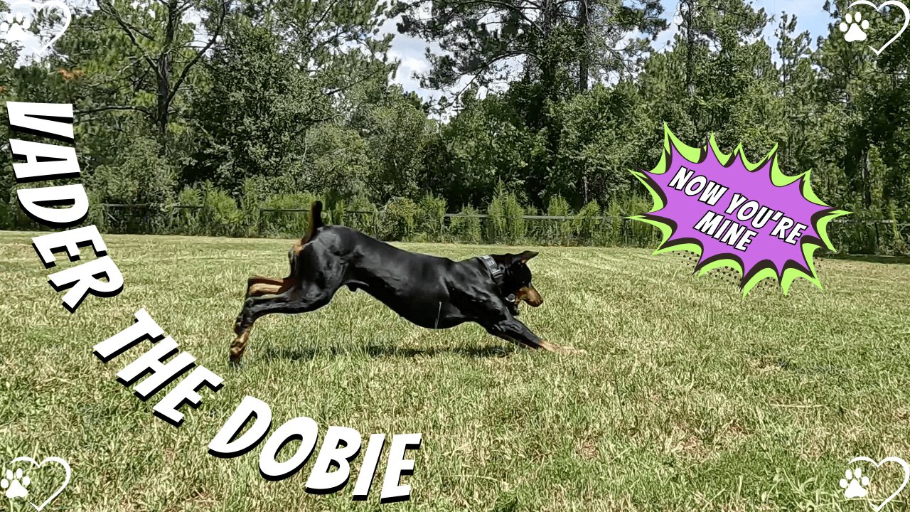 Behind the Scenes: Filming Vader’s New High-Speed Outro 🎥🐾💨