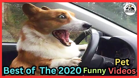 Best Of The 2024 Funny Animal Videos
