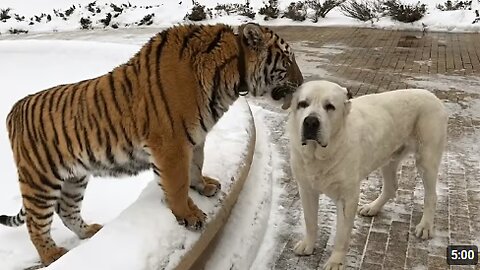 Funniest Confused Pets Compilation | Funny Pet Videos