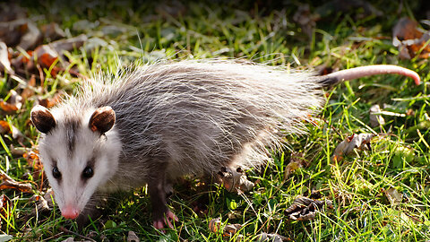 Dr Perry Possum presents...15. Home Sweet Home by Bobby Horton.
