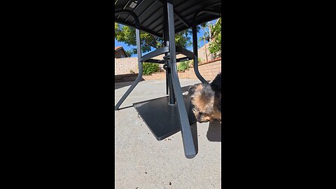 Waffles Hunting Scents