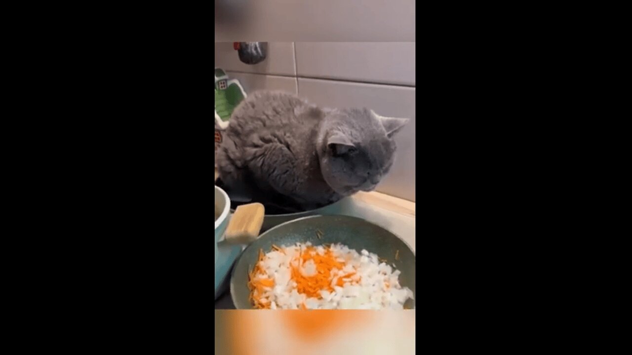 Why Are Cats So Weird?