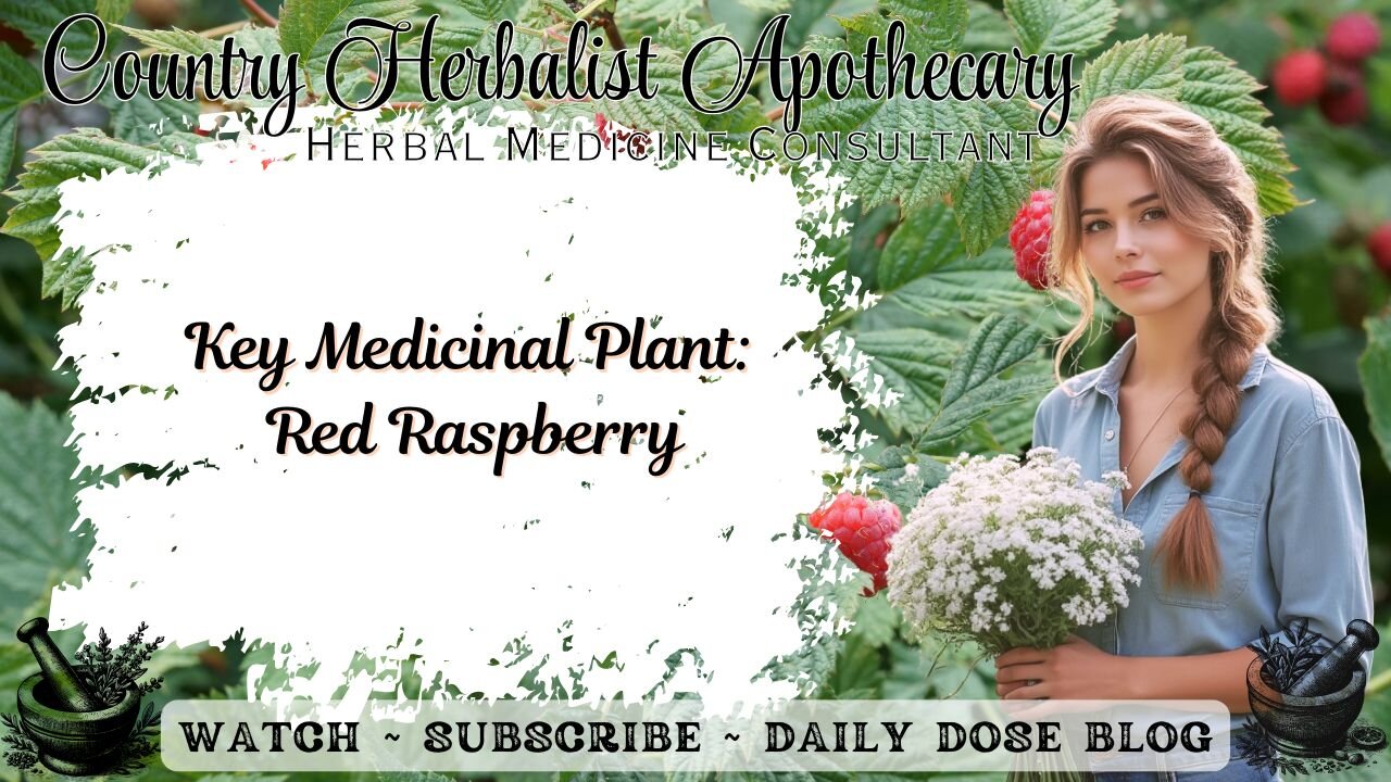 Key Medicinal Plant: Red Raspberry