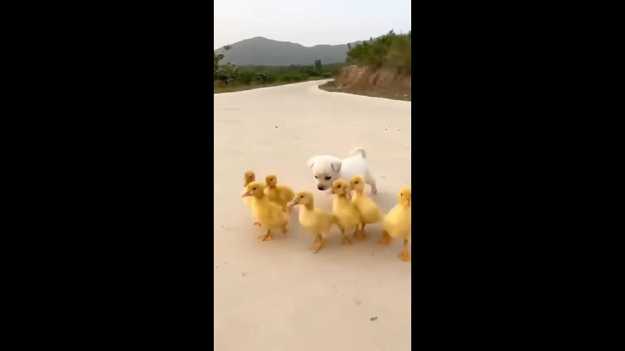 Funny pets!