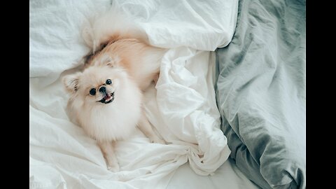 Cute 🥰 dog 🐕
