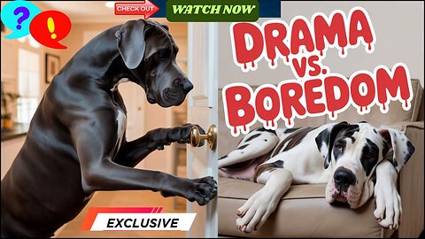 🐎 Your Hilariously Honest Guide to Life with a Great Dane