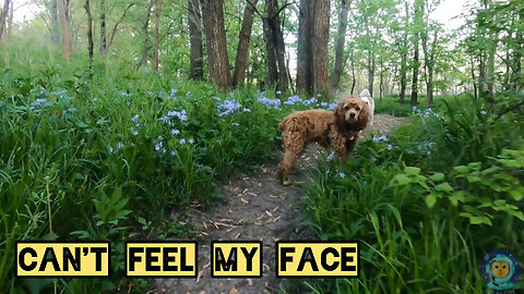 Can't Feel My Face