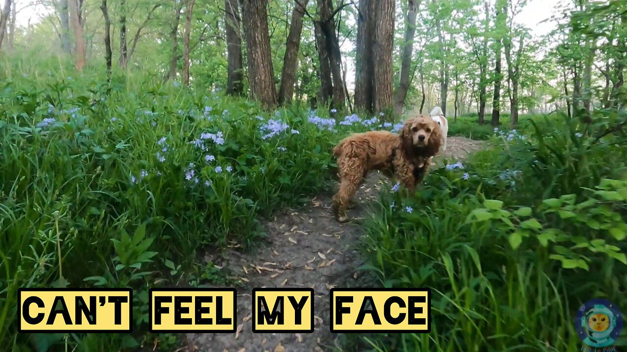 Can't Feel My Face
