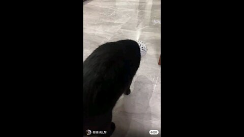 funny cat 🤣🤣