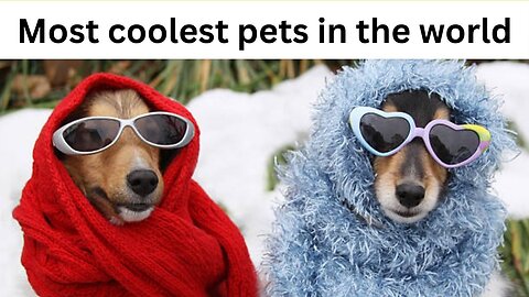 Most Coolest Pets In The World 😂