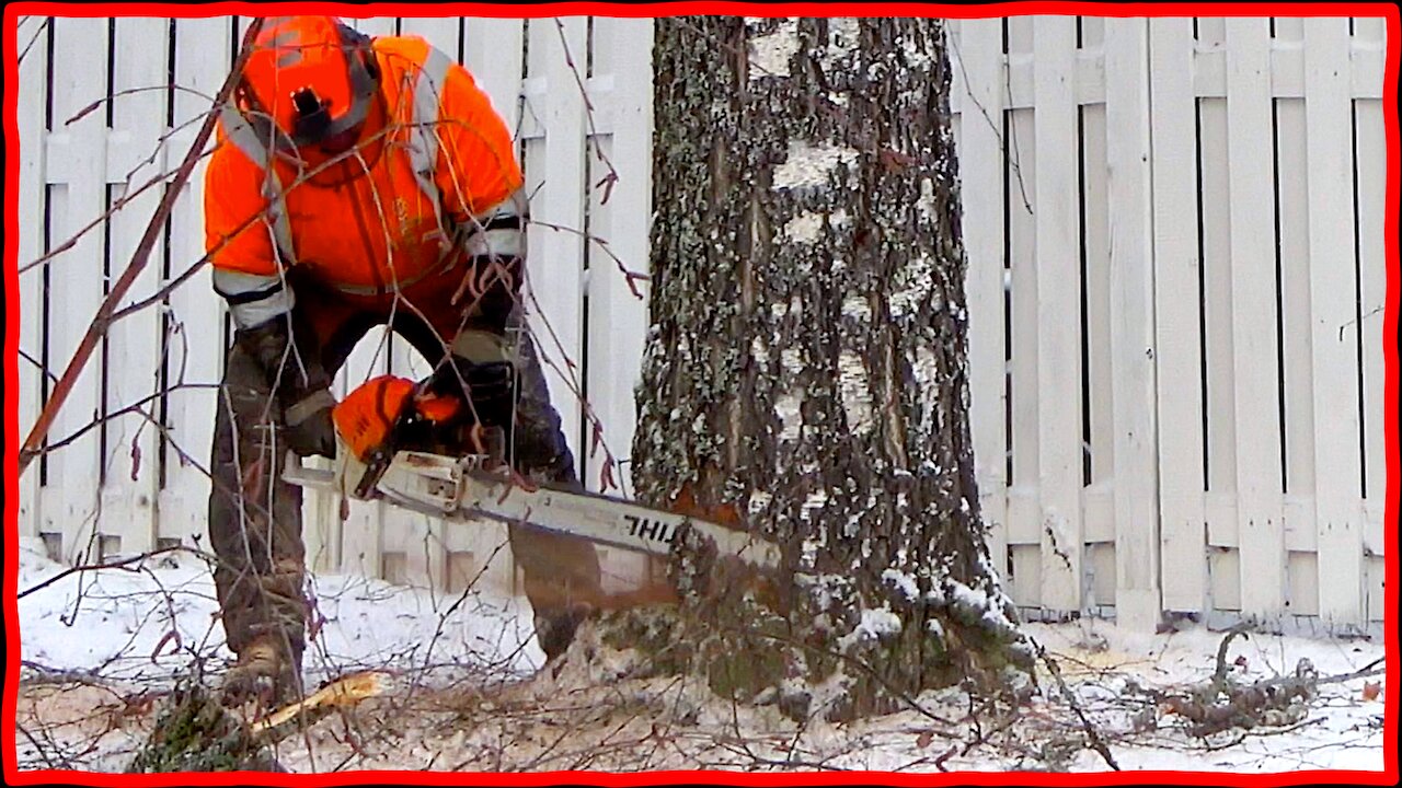 Felling a Tree Inches from the Fence – Watch the Excavator Assist!