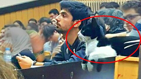 Cutest Classmate Cat - Cat and Human Share Funny and Adorable Moments - Cat and Human Videos