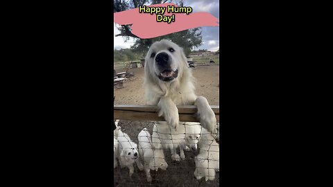Happy Hump Day from all the Great Pyrenees at our farm.