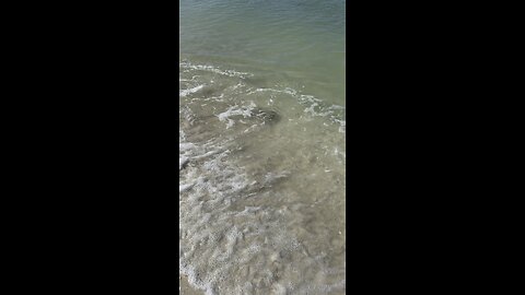Just Catching Some Rays On The Beach! | 4K