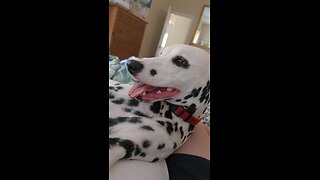 Luna Relaxing