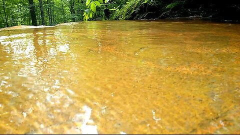 Forest little water flow