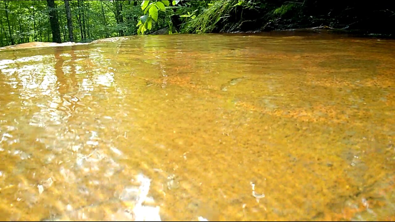 Forest little water flow