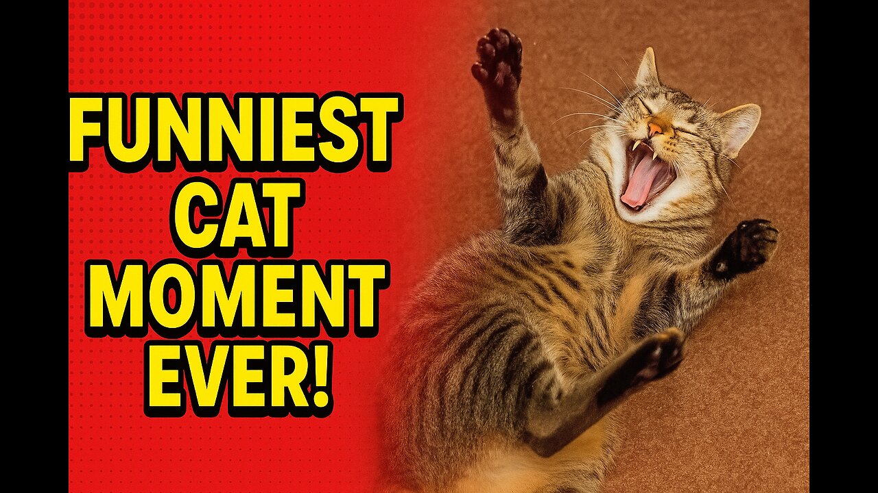 funniest cat moment ever!