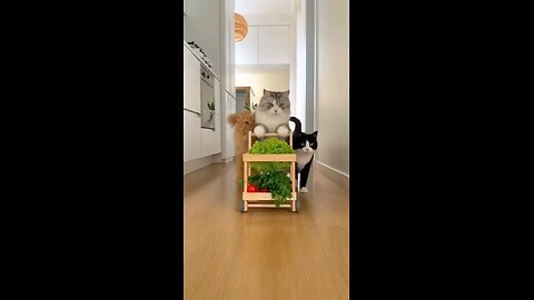 cats and veggies