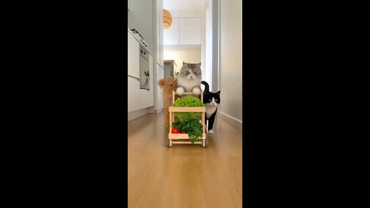 cats and veggies
