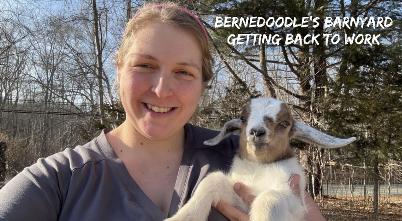 Getting Back to Work on the Homestead VLOG#063