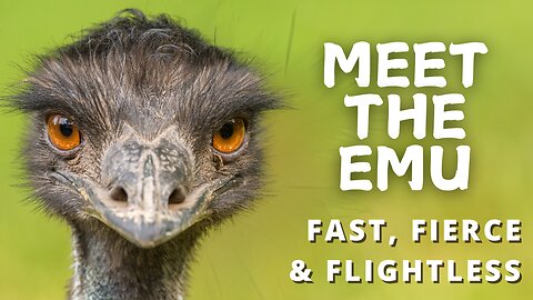 Meet the Emu – Fast, Fierce & Flightless!