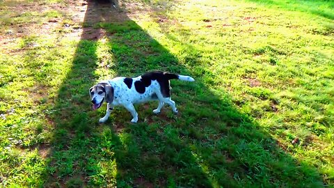 Bandit