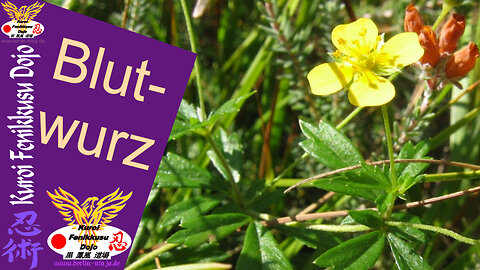 066 - Blutwurz