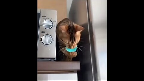 Funny cats!