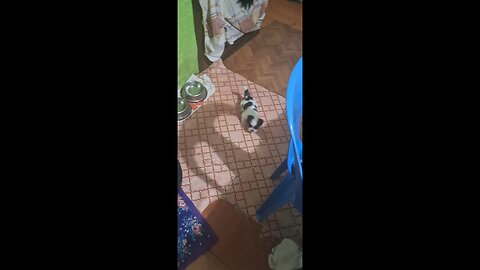 dog vlogs data