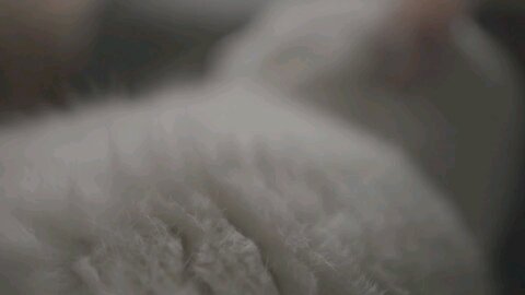 Furry cute white cat lying on a sofa