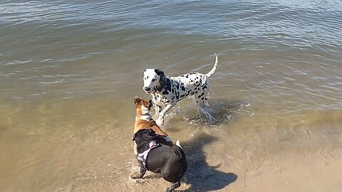 Gold Coast dog beach
